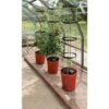 Tomatentoren Met Bewateringssysteem - 150 Cm 2 Tomatentoren Met Bewateringssysteem - 150 Cm -Tuingereedschap Winkel 1519073837 1 600