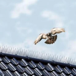 Vogelweringspinnen 2,5 Meter