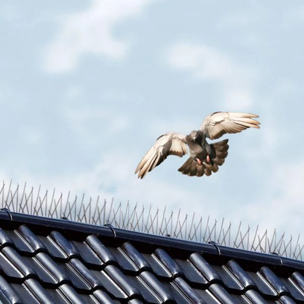 Vogelweringspinnen 2,5 Meter 3 Vogelweringspinnen 2,5 Meter