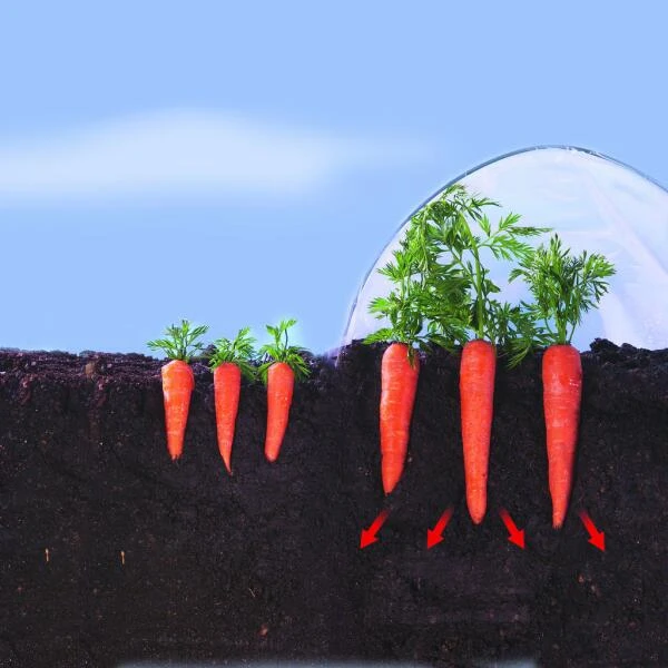 Kweekfolie / Tunnelfolie - 2 × 10 M 5 Kweekfolie / Tunnelfolie - 2 × 10 M - Afbeelding 3