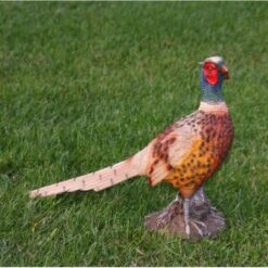 Fazant Beeld
