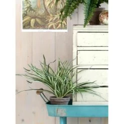 Kunstplant Dracaena In Pot Grijs - 40 × 34 Cm -Tuingereedschap Winkel 1633959074 3 600