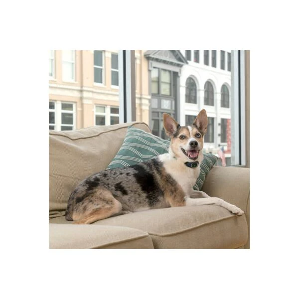 Oplaadbare Antiblafband Lite Petsafe 4 Oplaadbare Antiblafband Lite Petsafe - Afbeelding 2