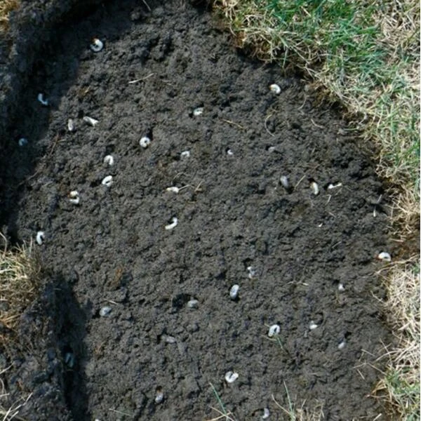 DCM Heteri-Guard - Aaltjes Tegen Engerlingen In Gazon - Voor 100 M² 6 DCM Heteri-Guard - Aaltjes Tegen Engerlingen In Gazon - Voor 100 M² - Afbeelding 4