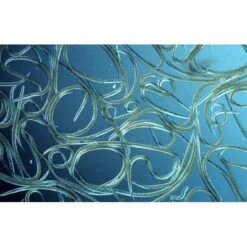 Aquanemix 1.25 V - Doseersproeier Voor Aaltjes 7 Aquanemix 1.25 V - Doseersproeier Voor Aaltjes -Tuingereedschap Winkel auquanemix 125 v doseersproeier 1497858309 1 600