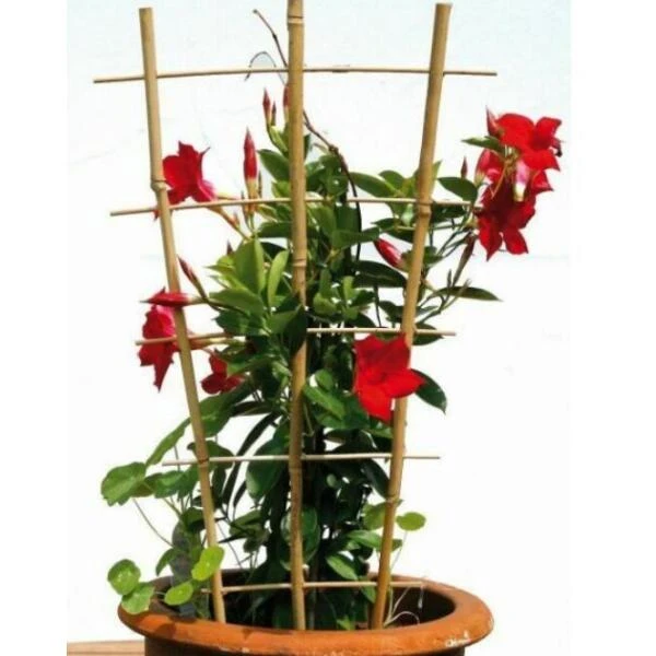 Bamboe Ladder 45 × 110 Cm 3 Bamboe Ladder 45 × 110 Cm