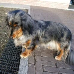 Dierenwerende Rasters - Anti-graven - Set Van 2 Stuks 11 Dierenwerende Rasters - Anti-graven - Set Van 2 Stuks -Tuingereedschap Winkel dierenwerende matten 1543585595 2 600