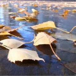 Fijnmazig Vijvernet 6 × 5 Meter 7 Fijnmazig Vijvernet 6 × 5 Meter -Tuingereedschap Winkel fijnmazig vijvernet 6 x 5 meter 1541778382 1 600