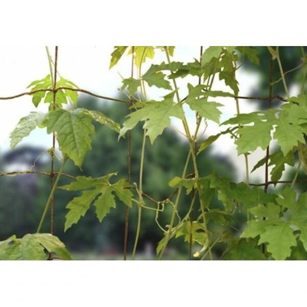 Groeinet Bonen En Erwten 1,8 × 1,8 M 4 Groeinet Bonen En Erwten 1,8 × 1,8 M - Afbeelding 2