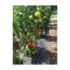 Gronddoek Met Openingen Voor Tomaten - 60 Cm × 5 M -Tuingereedschap Winkel gronddoek tomaten 60 cm x 5 m 1513847223 1 600