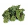 Ijslandmos 150 G - Donkergroen -Tuingereedschap Winkel ijslandmos 150 g donkergroen 1596546693 1 600