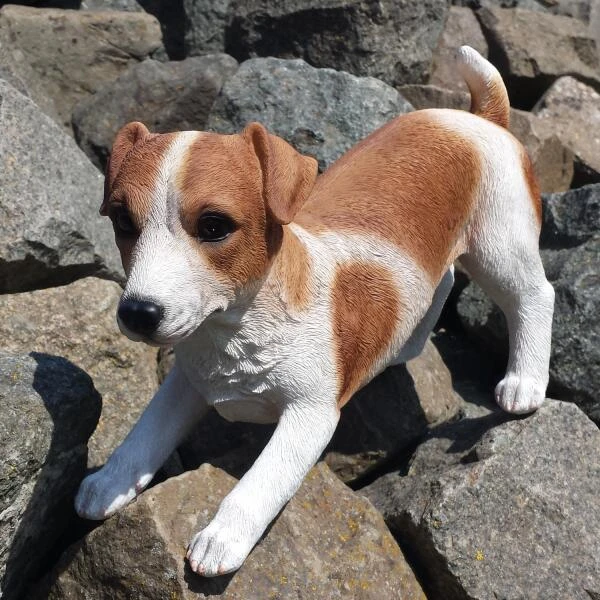 Speelse Jack Russel Levensecht Tuinbeeld 5 Speelse Jack Russel Levensecht Tuinbeeld - Afbeelding 3