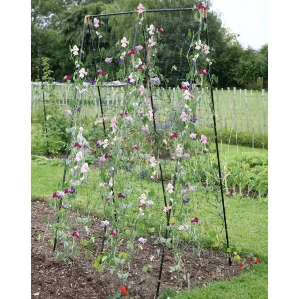 Klimframe Erwten En Bonen - 120 × 80 × 200 Cm 3 Klimframe Erwten En Bonen - 120 × 80 × 200 Cm