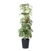 Tomatentoren 150 Cm Met Bewateringssysteem - Grijs -Tuingereedschap Winkel klimplantentoren met bewateringssysteem 1519073384 1 600