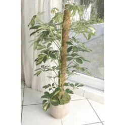 Kokos Kamerplantensteun - Plantstok Ø45 Mm × 1,2 M -Tuingereedschap Winkel kokos plantstok 45 mm x 12 m 1622716785 4 600