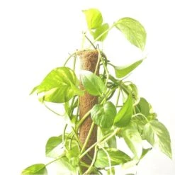 Kokos Kamerplantensteun - Plantstok Ø 45 Mm × 1,5 M -Tuingereedschap Winkel kokos plantstok 45 mm x 15 m 1622714996 4 600