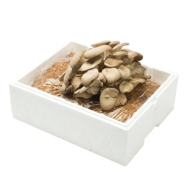 Kweekset Grijze Oesterzwammen 7,5 Liter 4 Kweekset Grijze Oesterzwammen 7,5 Liter - Afbeelding 2