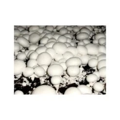 Kweekset 7,5 Liter Witte Champignons 5 Kweekset 7,5 Liter Witte Champignons -Tuingereedschap Winkel kweekset witte champignons 3 l 1486032924 1 600