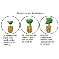 Kweektray Rapid Roots - 32 Cellen 9 Kweektray Rapid Roots - 32 Cellen -Tuingereedschap Winkel kweektray rapid roots 32 cellen 1487680788 0 600