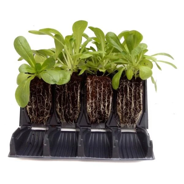 Kweektray Rapid Roots - 32 Cellen 6 Kweektray Rapid Roots - 32 Cellen - Afbeelding 4