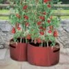 Kweekzak Tomaten 40 Liter - Set Van 2 Stuks 2 Kweekzak Tomaten 40 Liter - Set Van 2 Stuks -Tuingereedschap Winkel kweekzak voor tomaten 40 liter 1487756657 0 600