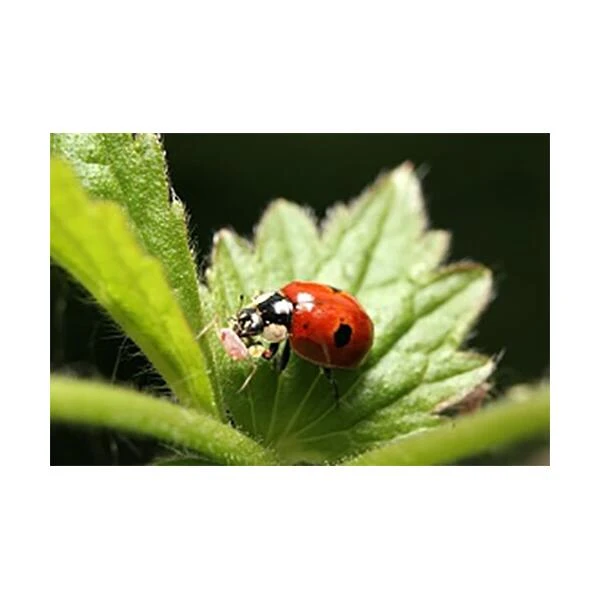 Ecostyle Lieveheersbeestjes Boerderij - Adalia Farm 3 Ecostyle Lieveheersbeestjes Boerderij - Adalia Farm