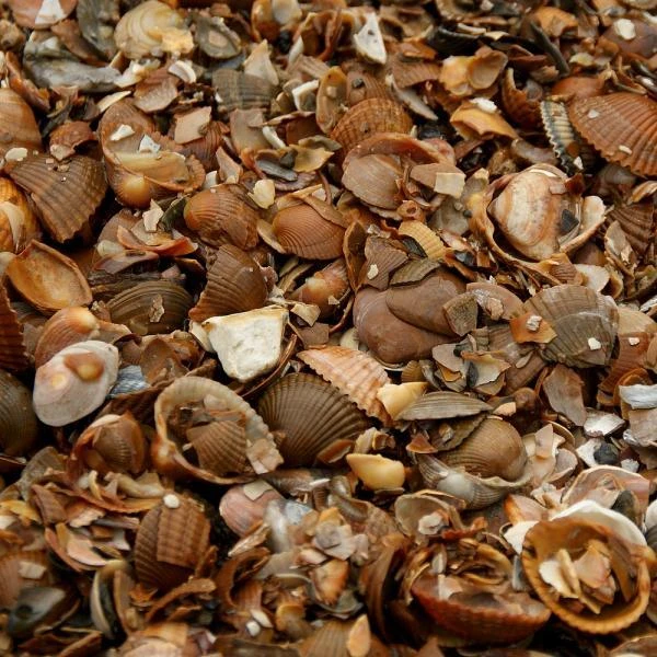 Noordzeeschelpen Gewassen In Big Bag Ca 0,7 M³ 4 Noordzeeschelpen Gewassen In Big Bag Ca 0,7 M³ - Afbeelding 2