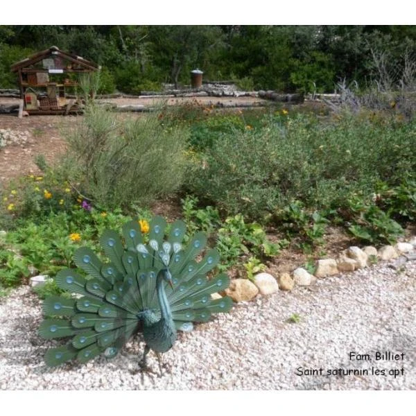 Pauw Trotse Staart 4 Pauw Trotse Staart - Afbeelding 2