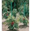 Plantensteun Voor Tomaten Met Waterreserve - 150 Cm 1 Plantensteun Voor Tomaten Met Waterreserve - 150 Cm -Tuingereedschap Winkel plantsteun voor tomaten met waterreserve 1m50 1602162237 1 600