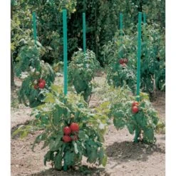 Plantensteun Voor Tomaten Met Waterreserve - 180 Cm