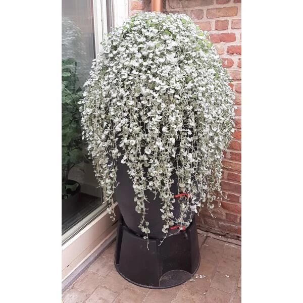 Regenton Antraciet - 360 Liter 6 Regenton Antraciet - 360 Liter - Afbeelding 4