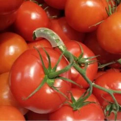 Tomaten Trossteun Wit - Set Van 100 Stuks 13 Tomaten Trossteun Wit - Set Van 100 Stuks -Tuingereedschap Winkel tomatentrossteunen 1536691845 1 600