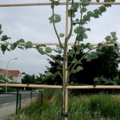 Tree-fix Boombinder 8 Cm - Set Van 50 Stuks -Tuingereedschap Winkel treefix boombinder 8 cm 1547134388 1 600