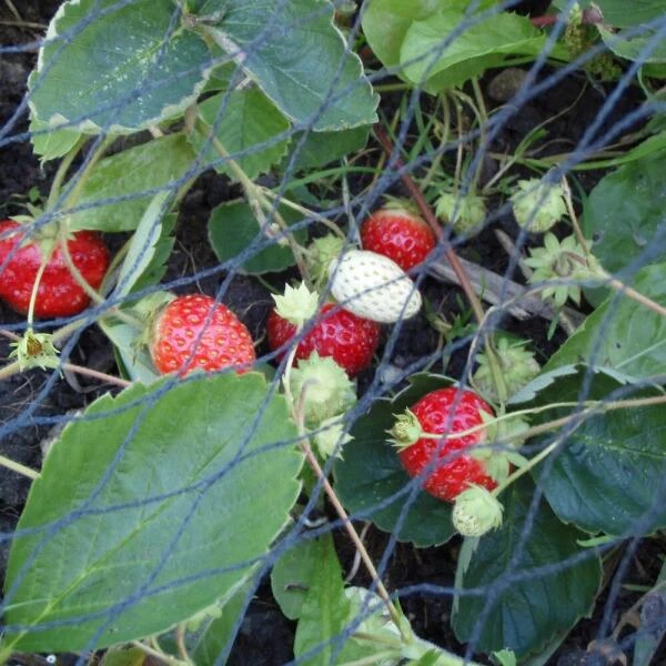 Tuinnet Grofmazig 10 × 20 M 4 Tuinnet Grofmazig 10 × 20 M - Afbeelding 2