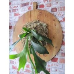 Veenmos Nieuw-Zeeland 7 Veenmos Nieuw-Zeeland -Tuingereedschap Winkel veenmos nieuwzeeland 1555569849 1 600