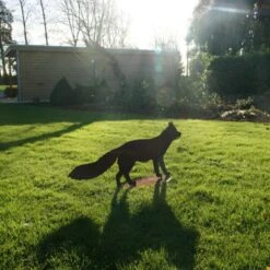 Vos Staand - Decoroest 8 Vos Staand - Decoroest -Tuingereedschap Winkel vos staand decoroest 1510257973 1 600