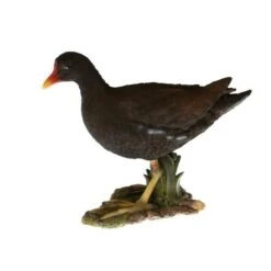 Waterhoen Tuinbeeld 7 Waterhoen Tuinbeeld -Tuingereedschap Winkel waterhoen tuinbeeld 1484063474 1 600