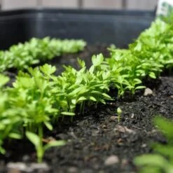 Zaaibak Zwart 57 × 42 × 8 Cm -Tuingereedschap Winkel zwarte zaaibak 55 x 40 x 8 cm 1484055699 5 600